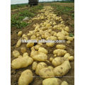 Pommes de terre biologiques fraîches du vendeur de pommes de terre chinois